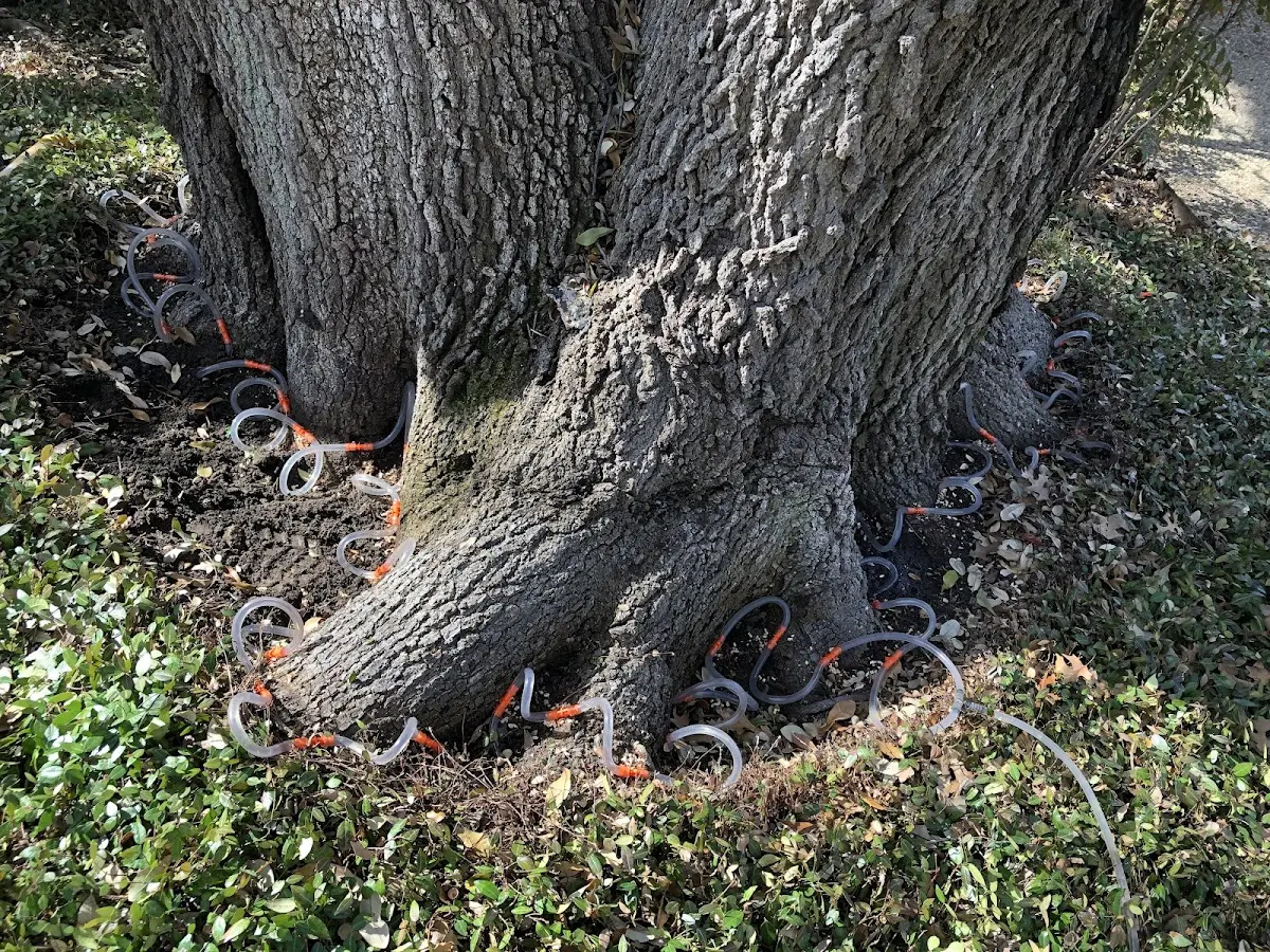 Detailed Tree Cabling and Bracing job site in Picabo