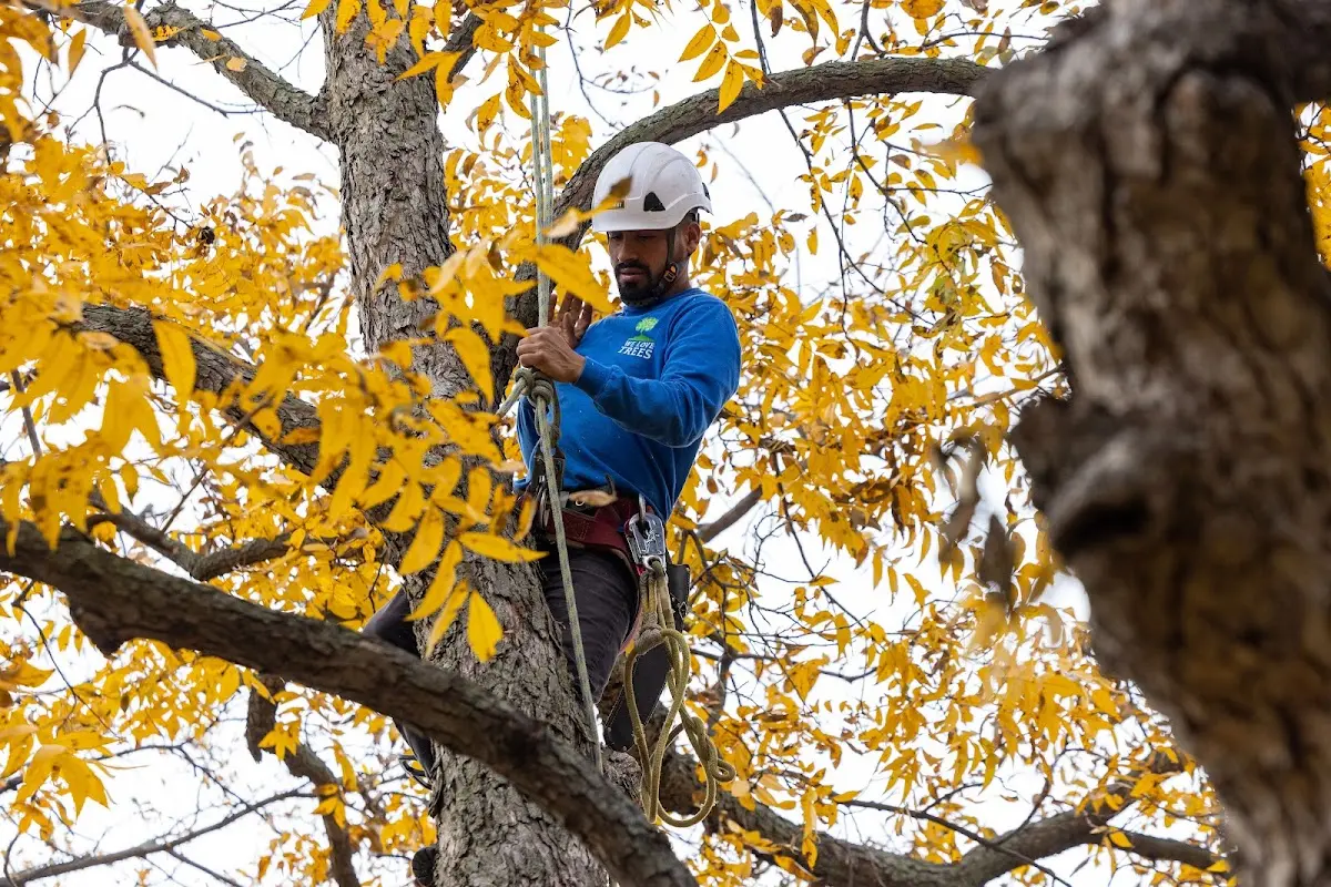 Skilled Tree Pruning crew working in Picabo